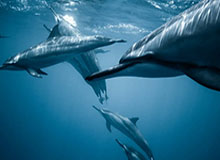 九游体育-【直播】北笙：DYG怎么赢的狼？灵儿：赢32强。输给亚军，不正常吗？